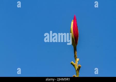 Die Blütenknospen von Bauhinia, die blühen werden, sind rot mit grünen Blütenblättern, isoliert auf einem blauen Himmel Hintergrund Stockfoto