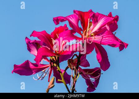 Die blühenden bauhinia Blüten sind rot und rosa mit grünen Blütenblättern, die Spitze des Stiels ist voller gelbem Pulver Stockfoto