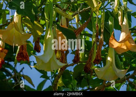 Die Blüte der blühenden Datura Metel Pflanze ist in Form einer gelben Glocke, der Hintergrund der grünen Blätter ist verschwommen Stockfoto