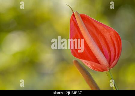 Flamingo Lilie Blume mit roten Blütenblättern mit gelb weißen Teilen, isoliert auf einem verschwommenen Hintergrund Stockfoto