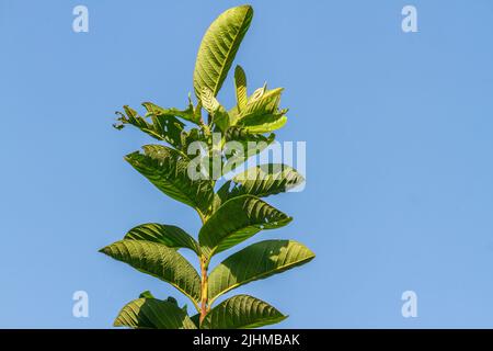 Die Blätter der Guava-Pflanze sind grün und haben eine dicke Textur mit deutlich sichtbaren Blattskeletten, isoliert auf einem verschwommenen Hintergrund Stockfoto