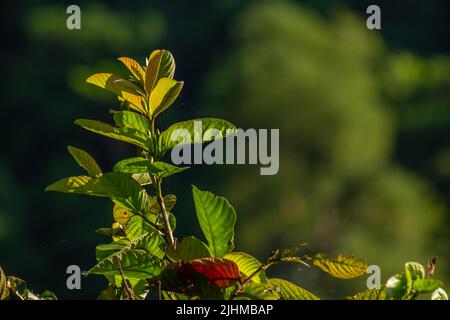 Die Blätter der Guava-Pflanze sind grün und haben eine dicke Textur mit deutlich sichtbaren Blattskeletten, isoliert auf einem verschwommenen Hintergrund Stockfoto