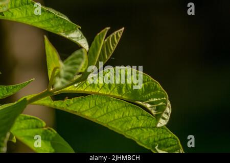 Die Blätter der Guava-Pflanze sind grün und haben eine dicke Textur mit deutlich sichtbaren Blattskeletten, isoliert auf einem verschwommenen Hintergrund Stockfoto