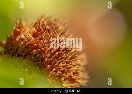 Knobweed-Pflanze blüht in Form einer Kugel mit einer rauen und spitzen Oberfläche, grün, wenn jung und braun, wenn alt, isoliert auf einem verschwommenen Rücken Stockfoto