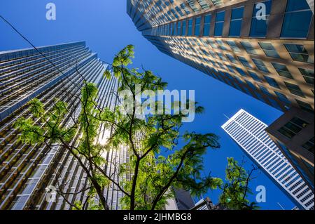 Blick auf Wolkenkratzer in der Innenstadt von Toronto, wobei die Sonne von der Fassade der Royal Bank of Canada auf ein Gebäude reflektiert wird, das durch Baumzweige gesehen wird. Stockfoto