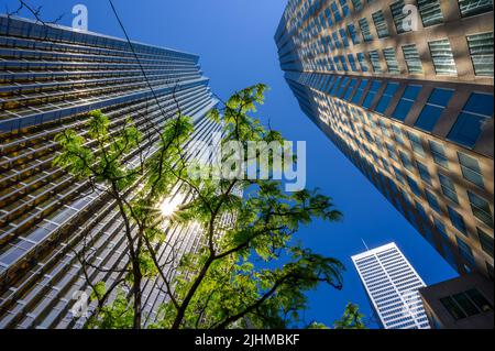 Blick auf Wolkenkratzer in der Innenstadt von Toronto, wobei die Sonne von der Fassade der Royal Bank of Canada auf ein Gebäude reflektiert wird, das durch Baumzweige gesehen wird. Stockfoto