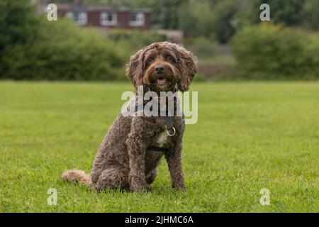 Brauner Kakadus mit Hundehalsband und Geschirr auf dem Rasen in einem öffentlichen Park Stockfoto