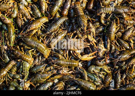 Großer Hummer. Ein großer Flusskrebse. Riesiger Hummer. Crayfishs leben, Flussfutter. Lebende Krebse im Wasser. Krebse gefangen. Krebserkrankungen auf dem Stockfoto