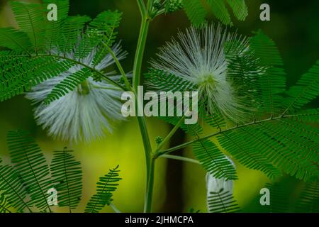 Mimosa Blume Pflanze in Blüte, die Blume ist in Form von langen weißen Fasern, isoliert auf einem verschwommenen Hintergrund Stockfoto