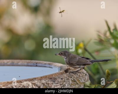 Weibliche sardische Waldsänger (Sylvia melanocephala). Stockfoto