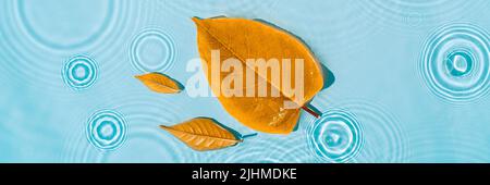 Gelbe Blätter auf blauem Wasser mit Kreisen und Wellen von Tropfen, Spritzern Stockfoto
