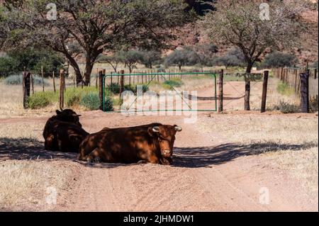 2 Rinder liegen vor einem Tor auf einer Farm in Namibia Stockfoto