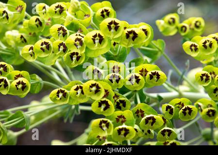 Foto von einem schönen mediterranen Spurge in Gargano, Süditalien Stockfoto