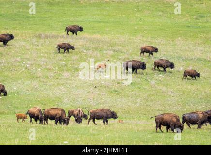 Herde von American Bison oder Buffalo auf Grasflächen im Custer State Park in South Dakota, USA Stockfoto