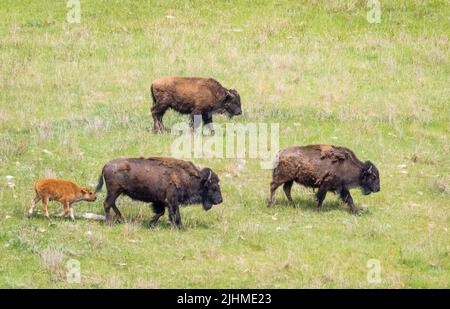 Herde von American Bison oder Buffalo auf Grasflächen im Custer State Park in South Dakota, USA Stockfoto