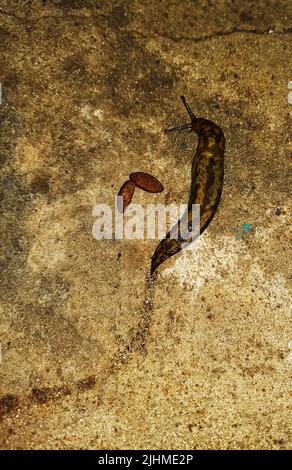 Die Schnecke kriecht auf der Betonoberfläche. Die Schnecke frisst Hundefutter. Sommerabend nach dem Regen. Stockfoto