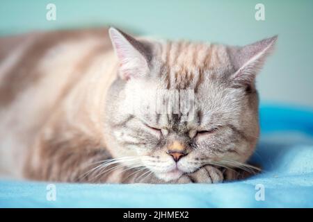 Siamkatze schläft drinnen auf einer blauen Decke Stockfoto