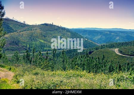 Berglandschaft im Frühling. Junger Kiefernwald an den Hängen des Berges. Portugal Stockfoto