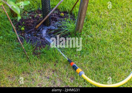 Nahaufnahme des Bewässerungsschlauchs auf dem grünen Rasen, der den Apfelbaum bewässert. Stockfoto