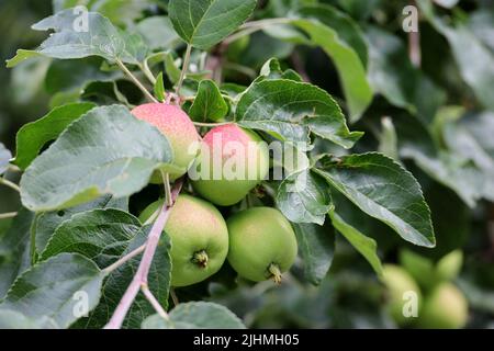 Äpfel wachsen auf einem Baum im Garten. Reifende Früchte, die im Sommer an einem Zweig mit Blättern hängen Stockfoto