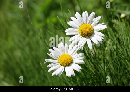 Zwei weiße Gänseblümchen im grünen Gras. Sommerwiese mit Kamillen an sonnigen Tagen Stockfoto