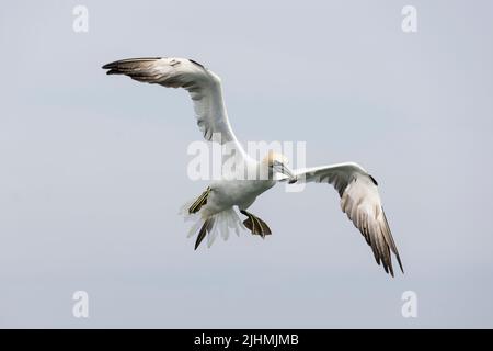 Gannet (Morus bassanus) im Flug über die Nordsee Stockfoto