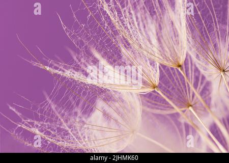 Dandelionssamen mit Wassertropfen aus der Nähe. Makrofoto von flauschigen Samen des Dandelions. Stockfoto