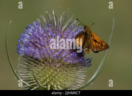 Buttefly auf einer Blume im Sommer Stockfoto