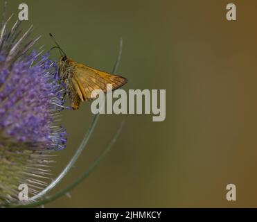 Buttefly auf einer Blume im Sommer Stockfoto