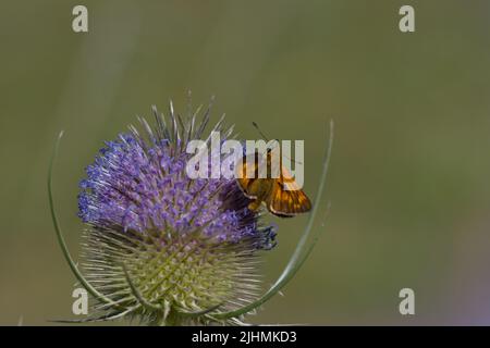 Buttefly auf einer Blume im Sommer Stockfoto