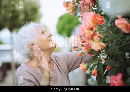 Ältere Frau bewundert schöne Sträucher mit bunten Rosen Stockfoto