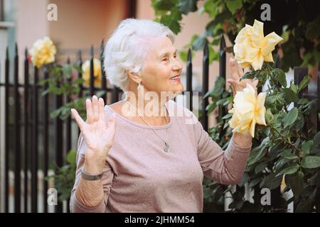 Ältere Frau bewundert schöne Büsche mit gelben Rosen Stockfoto