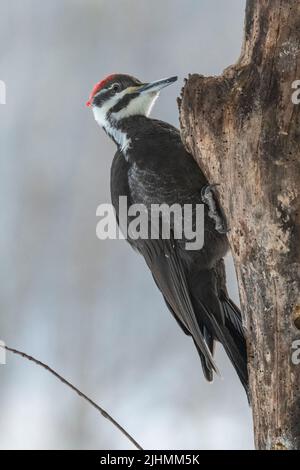 Pileatspecht, Dryocopus pileatus, sucht an einem kühlen Wintertag auf der Suche nach Nahrung am Baumstamm Stockfoto