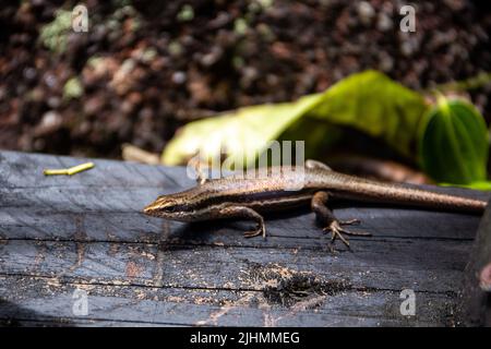 Seychellen-Skink-Eidechse (Mabuya seychellensis, Trachylepis seychellensis) auf einer hölzernen Plattform, Nahaufnahme, Mahe, Seychellen. Stockfoto