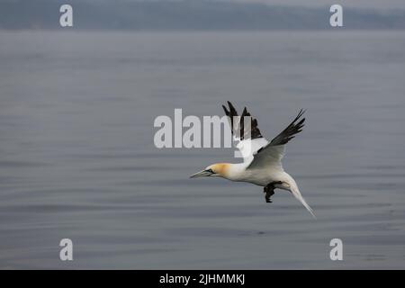 Gannet (Morus bassanus) im Flug über die Nordsee Stockfoto