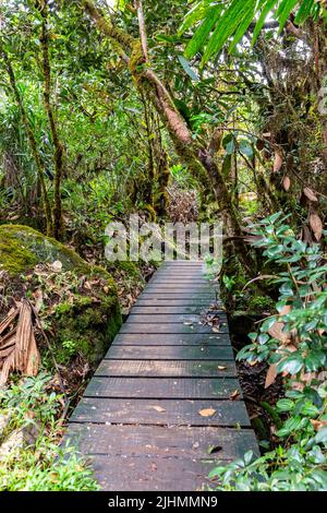 Hölzerne Fußgängerbrücke durch üppigen tropischen Regenwald, Morne Blanc Wanderweg im Morne Seychelles National Park, Mahe, Seychellen. Stockfoto