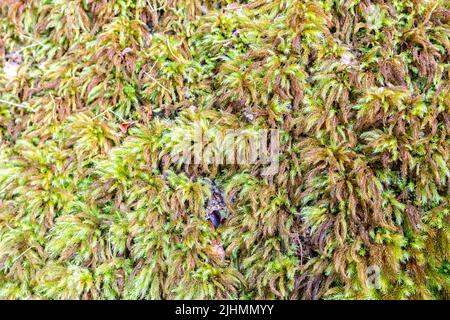 Climacium dendroides, auch bekannt als Baum climacium Moos, bedeckt Baumstamm im Morne Seychelles National Park, Mahe Island, Seychellen. Stockfoto