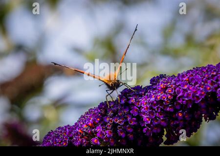 Der Pfauenschmetterling auf einem Schmetterlingsbusch mit hellen Farben und einer Zeichnung auf den Flügeln, die Augen ähneln, um Raubtiere abzuschrecken Stockfoto