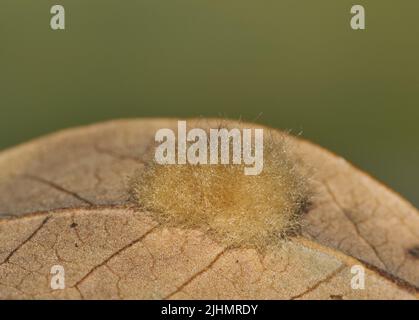 Wollige Blattgalle auf einem toten Blatt aus lebender Eiche, verursacht durch Andicus quercuslanigera Wespe. Stockfoto