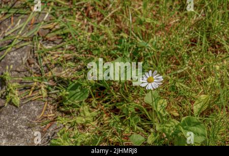 Feld der Kamillenblüte. Kamillenapotheke (sonst Matricaria Kamilla, Kamille abgestreift, Camila, blinzeln, erröten, Maiden Blume, romaniei) in der Stockfoto