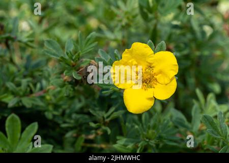 gelbe Blumen im Garten Stockfoto