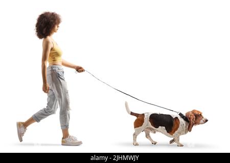 Ganzkörperaufnahme einer jungen Hündin, die auf weißem Hintergrund auf einer isolierten Bleibe einen Hund mit Bassetthund läuft Stockfoto