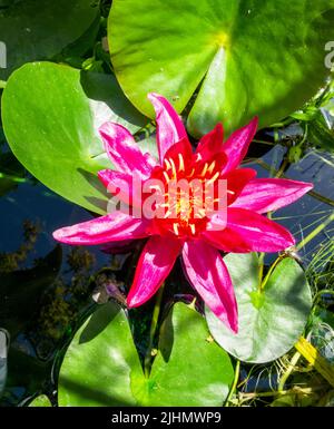 Rosa Seerose Blume Nymphaea, im Gartenteich UK Stockfoto
