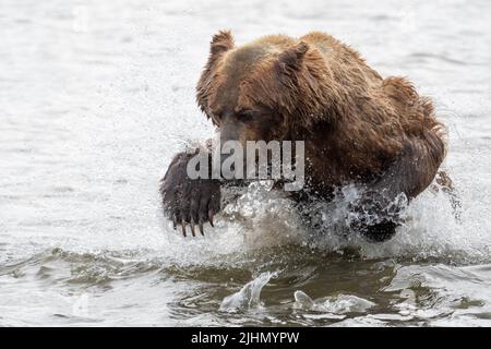 Alaskan Braunbär lunging in einem Versuch, Lachs am Mikfik Creek in McNeil River State Game Sanctuary und Refuge zu fangen Stockfoto