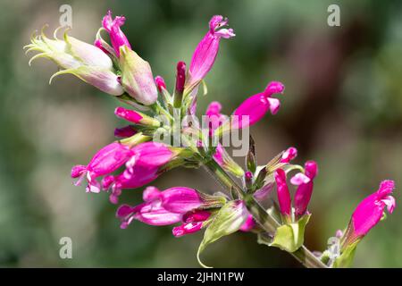 Nahaufnahme von blühenden Rosenalbei-Blüten (Salvia involucrata) Stockfoto