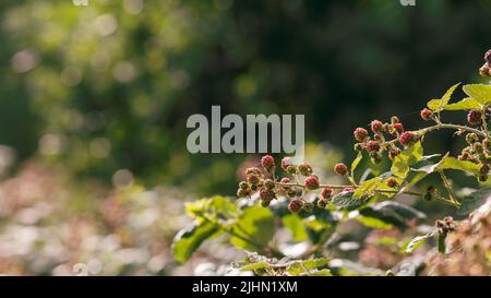 Gereifte und unreife Brombeeren (Rubus fruticosus) im Sommer Stockfoto