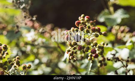 Reife, gereifte und unreife Brombeeren (Rubus fruticosus) im Sommer Stockfoto