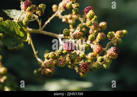 Unreife Brombeeren (Rubus fruticosus) wachsen in freier Wildbahn unter der Sommernachmittagssonne Stockfoto