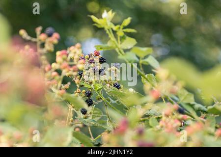 Reife, gereifte und unreife Brombeeren (Rubus fruticosus), die in freier Wildbahn unter der Sommernachmittagssonne wachsen Stockfoto