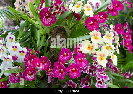 Miltoniopsis Orchideen in Blüte Stockfoto